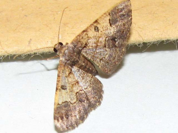 /filer/webapps/moths/media/images/A/anacantha_Zamarada_A_Goff_02.jpg