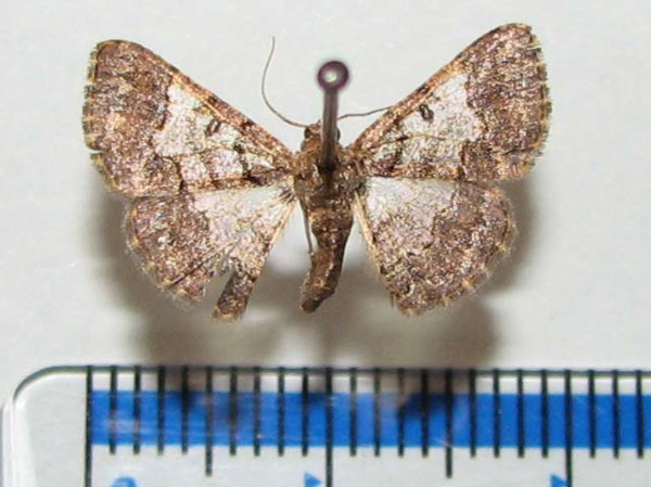 /filer/webapps/moths/media/images/A/anacantha_Zamarada_A_Goffa_01.jpg