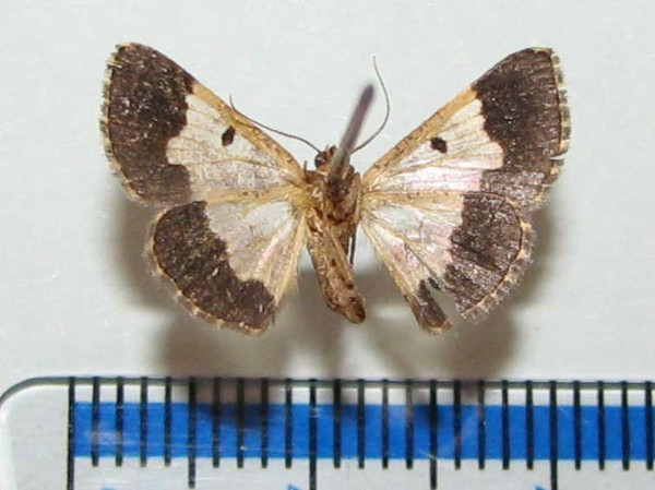 /filer/webapps/moths/media/images/A/anacantha_Zamarada_A_Goffb_01.jpg