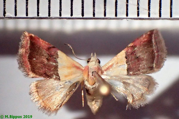 /filer/webapps/moths/media/images/A/anachoresis_Eublemma_AF_Bippus.jpg