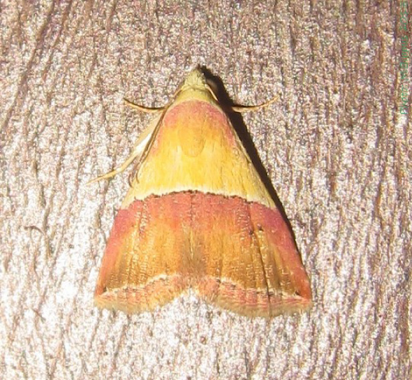 /filer/webapps/moths/media/images/A/anachoresis_Eublemma_A_Bippus.jpg