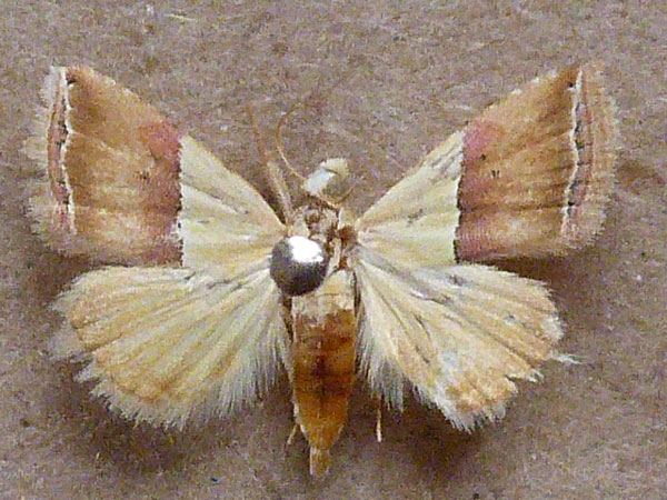 /filer/webapps/moths/media/images/A/anachoresis_Eublemma_A_Butler.jpg