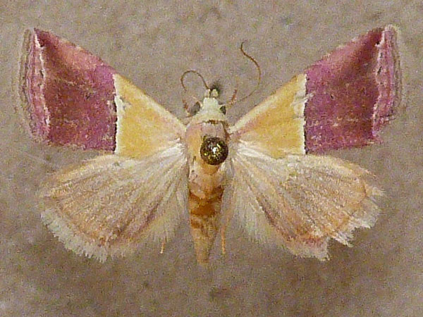 /filer/webapps/moths/media/images/A/anachoresis_Eublemma_A_Butler_02.jpg
