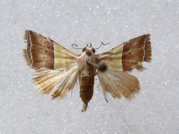/filer/webapps/moths/media/images/A/anachoresis_Eublemma_A_Goff.jpg