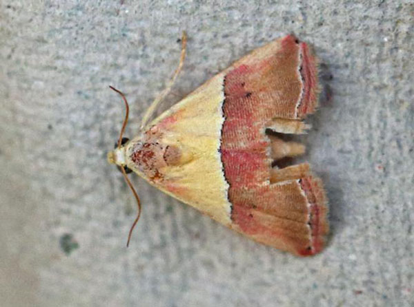 /filer/webapps/moths/media/images/A/anachoresis_Eublemma_A_Voaden.jpg