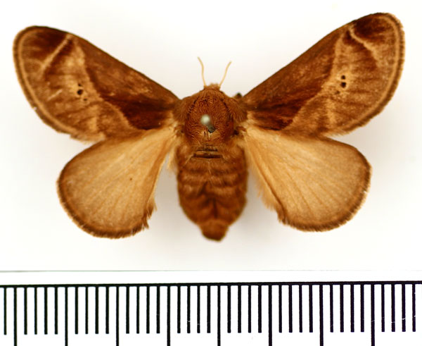 /filer/webapps/moths/media/images/A/anacompa_Ctenolita_AF_BMNH.jpg