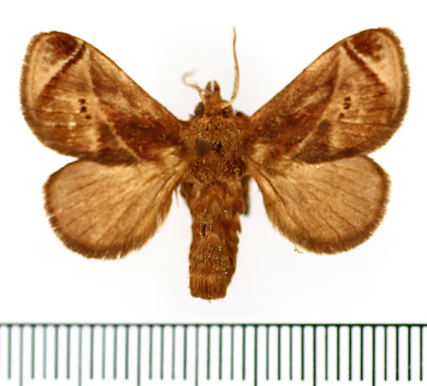 /filer/webapps/moths/media/images/A/anacompa_Ctenolita_AM_BMNH_01.jpg