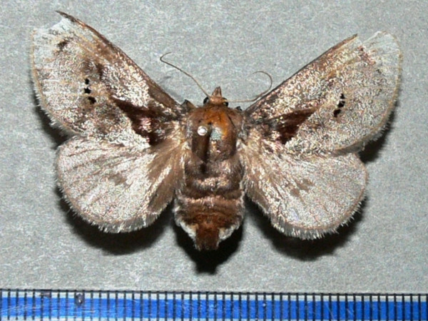 /filer/webapps/moths/media/images/A/anacompa_Teinorhyncha_A_Goff.jpg