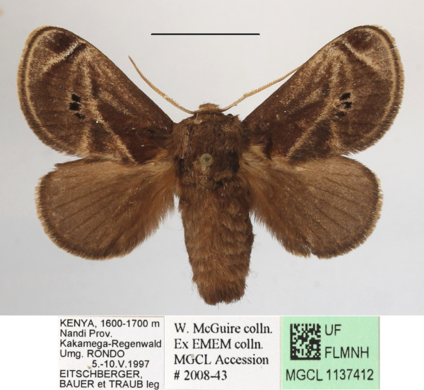/filer/webapps/moths/media/images/A/anacompa_Teinorhyncha_A_MGCLa_02.jpg