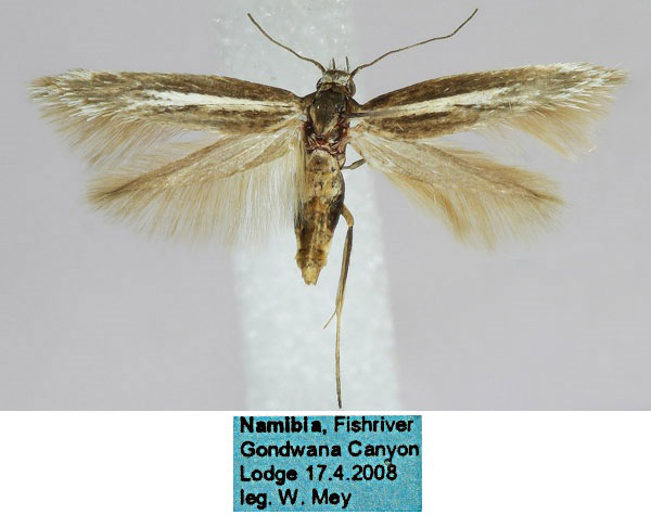 /filer/webapps/moths/media/images/A/anaecapitella_Scythris_PT_ZMHB_02_a6yjNFI.jpg