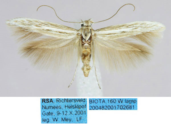 /filer/webapps/moths/media/images/A/anaecapitella_Scythris_PT_ZMHB_Z4wXQfT.jpg