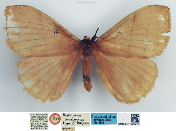/filer/webapps/moths/media/images/A/anaemica_Hoplojana_HT_NHMUK.jpg