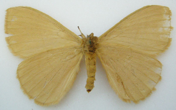 /filer/webapps/moths/media/images/A/anaemica_Hoplojana_HT_NHMUKb.jpg