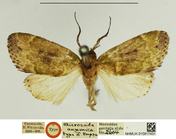 /filer/webapps/moths/media/images/A/anaemica_Microzada_HT_NHMUK.jpg