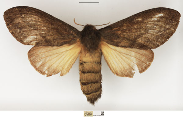 /filer/webapps/moths/media/images/A/anagnostarai_Beriola_AF_NHMUK_01.jpg