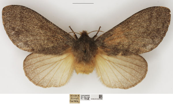 /filer/webapps/moths/media/images/A/anagnostarai_Beriola_AF_NHMUK_02.jpg