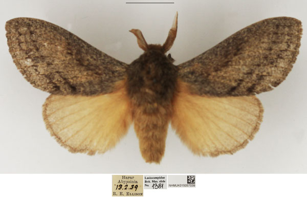 /filer/webapps/moths/media/images/A/anagnostarai_Beriola_AM_NHMUK_01.jpg