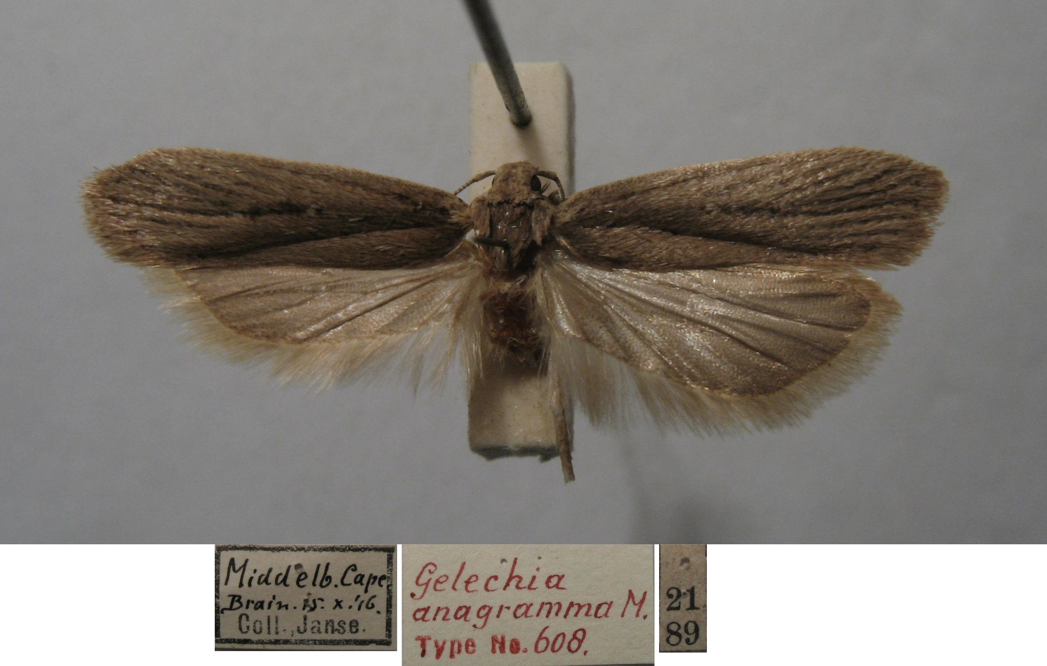 /filer/webapps/moths/media/images/A/anagramma_Gelechia_MHT_TMSA.jpg