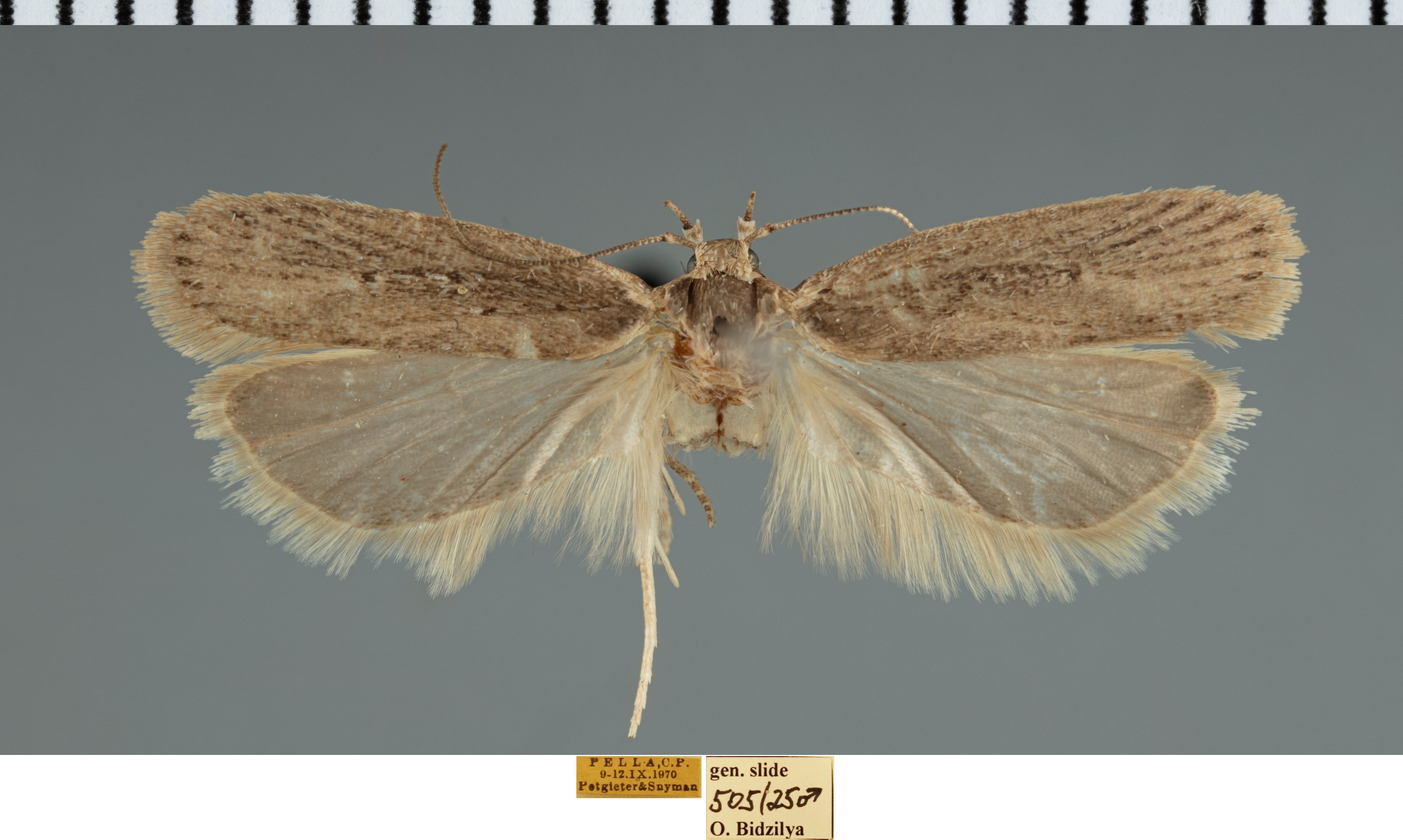 /filer/webapps/moths/media/images/A/anagramma_Nothris_AM_TMSA.jpg