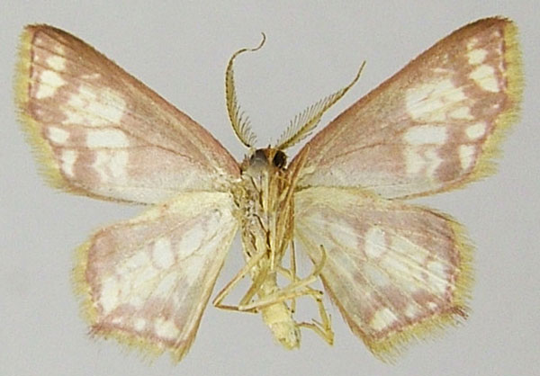 /filer/webapps/moths/media/images/A/anala_Chrysocraspeda_AM_ZSMb.jpg