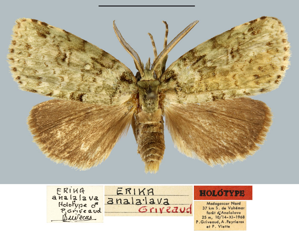 /filer/webapps/moths/media/images/A/analalava_Erika_HT_MNHN.jpg