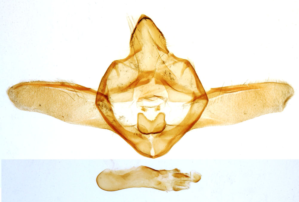 /filer/webapps/moths/media/images/A/analamalis_Doddiana_GMHT_MNHN_3781.jpg