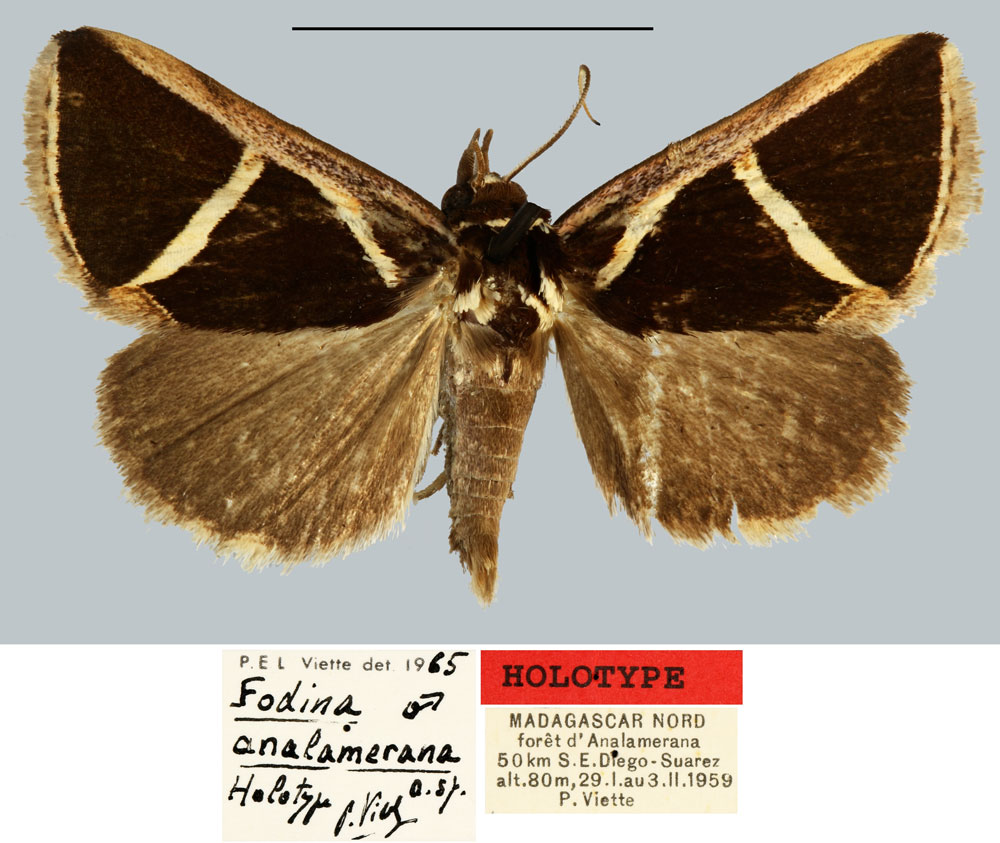 /filer/webapps/moths/media/images/A/analamerana_Fodina_HT_MNHN.jpg