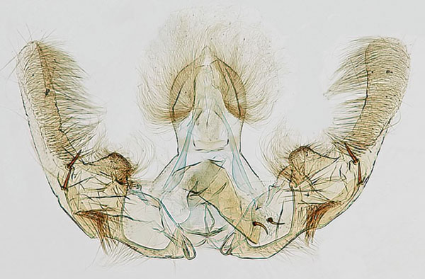 /filer/webapps/moths/media/images/A/analcis_Afroploce_GMHT_Bassi_6476.jpg