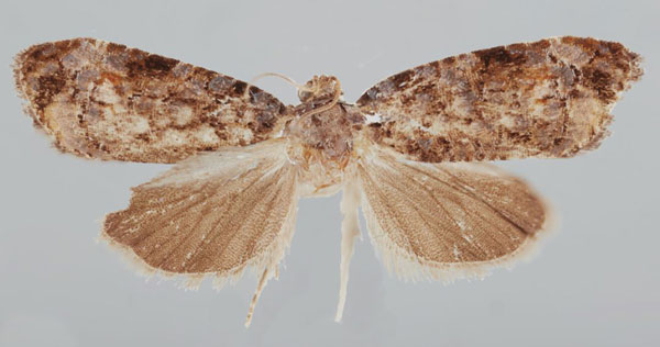 /filer/webapps/moths/media/images/A/analcis_Gibbalaria_AF_USNM.jpg