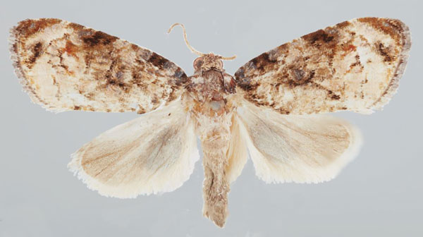 /filer/webapps/moths/media/images/A/analcis_Gibbalaria_AM_USNM.jpg