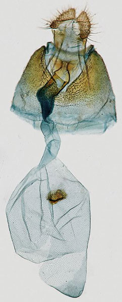 /filer/webapps/moths/media/images/A/analcis_Gibbalaria_GF_RMCA.jpg