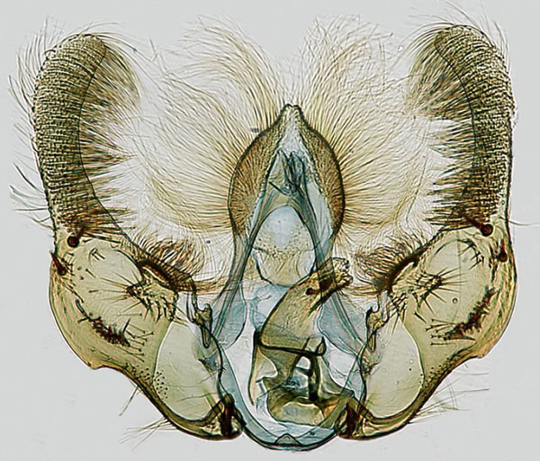 /filer/webapps/moths/media/images/A/analcis_Gibbalaria_GM_RMCA.jpg