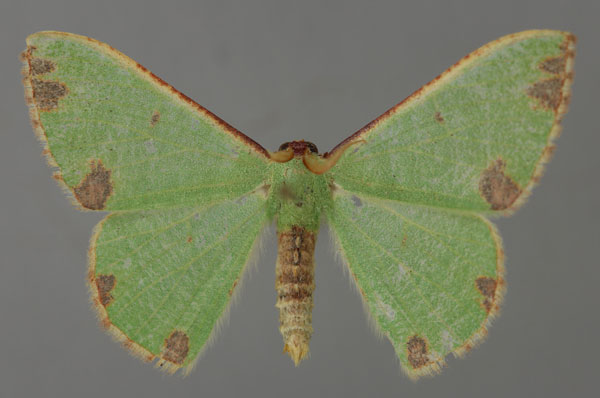 /filer/webapps/moths/media/images/A/analiplaga_Celidomphax_A_ZSM_01.jpg