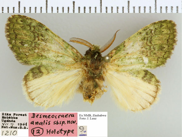 /filer/webapps/moths/media/images/A/analis_Desmeocraera_A_NMB.jpg