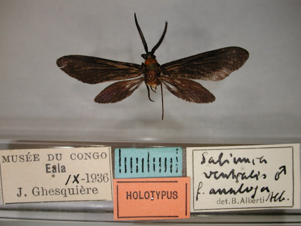 /filer/webapps/moths/media/images/A/analoga_Saliunca_HT_RMCA_01.jpg