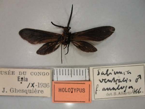 /filer/webapps/moths/media/images/A/analoga_Saliunca_HT_RMCA_02.jpg