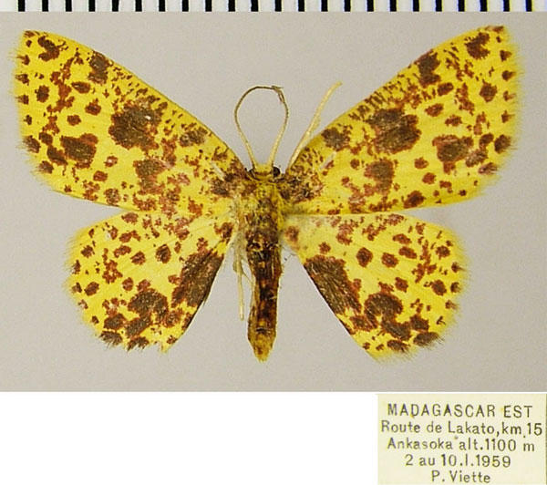 /filer/webapps/moths/media/images/A/anamale_Chrysocraspeda_AF_ZSM.jpg