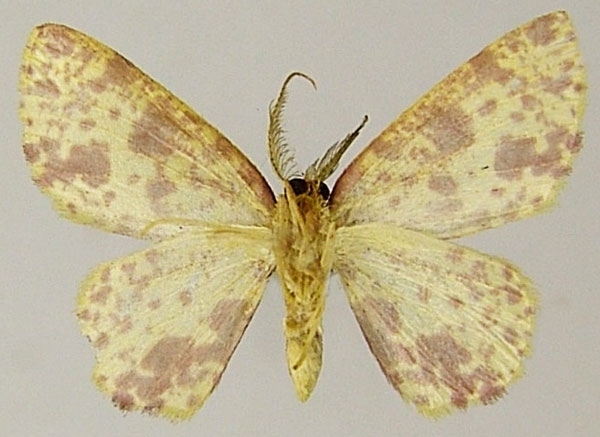 /filer/webapps/moths/media/images/A/anamale_Chrysocraspeda_AM_ZSMb.jpg