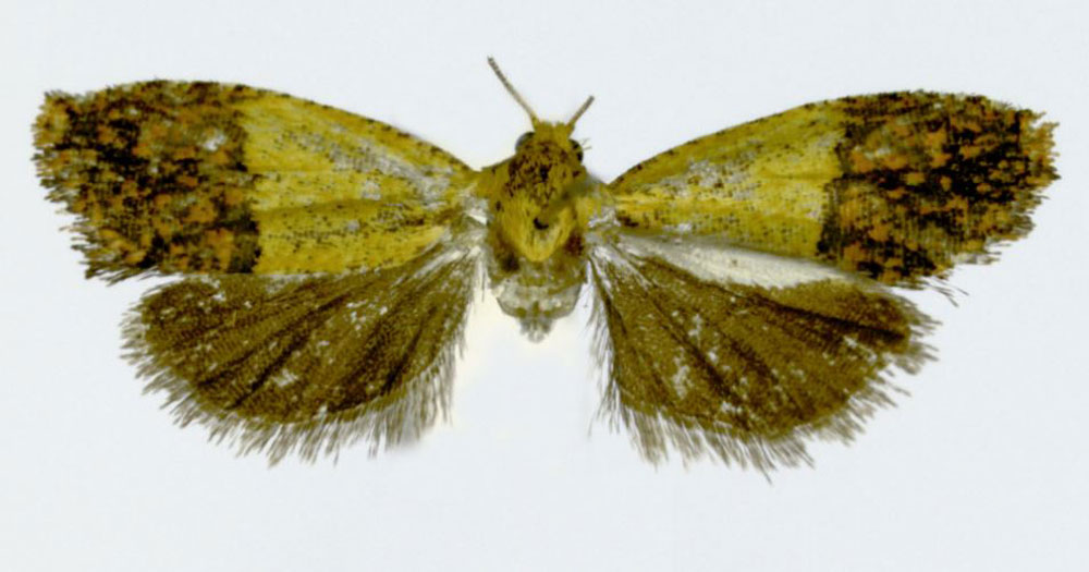 /filer/webapps/moths/media/images/A/anambrae_Anthozela_HT_ZMJU.jpg