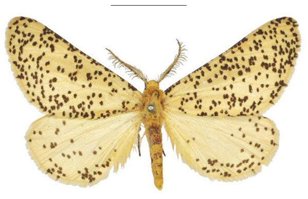 /filer/webapps/moths/media/images/A/anamesa_Nothabraxas_STM_NHMUK_01.jpg