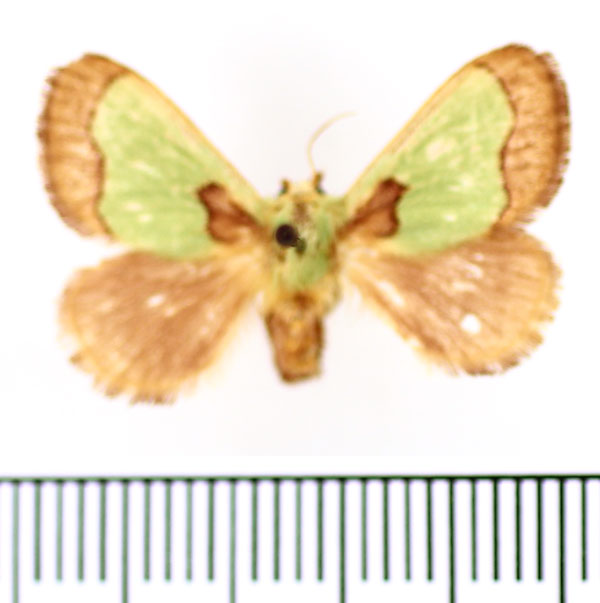 /filer/webapps/moths/media/images/A/ananii_Parasa_AF_BMNH.jpg