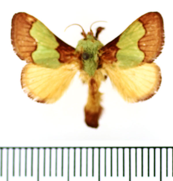 /filer/webapps/moths/media/images/A/ananii_Parasa_AM_BMNH_03.jpg