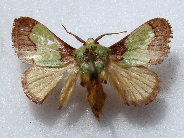 /filer/webapps/moths/media/images/A/ananii_Parasa_A_Goff_01.jpg
