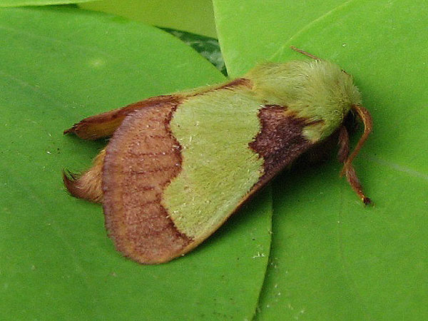 /filer/webapps/moths/media/images/A/ananii_Parasa_A_Goff_02.jpg
