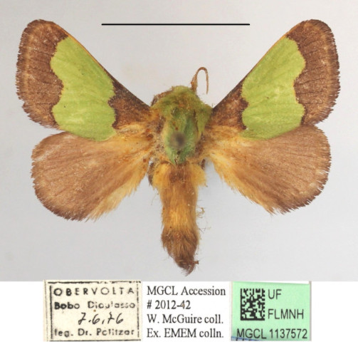 /filer/webapps/moths/media/images/A/ananii_Parasa_A_MGCLa_01.JPG