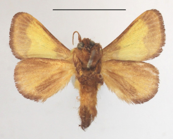 /filer/webapps/moths/media/images/A/ananii_Parasa_A_MGCLb_01.JPG