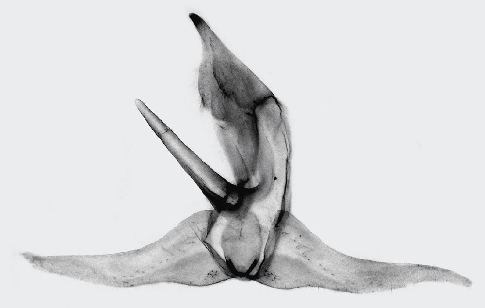 /filer/webapps/moths/media/images/A/ananii_Parasa_GMHT_ZMHB.jpg