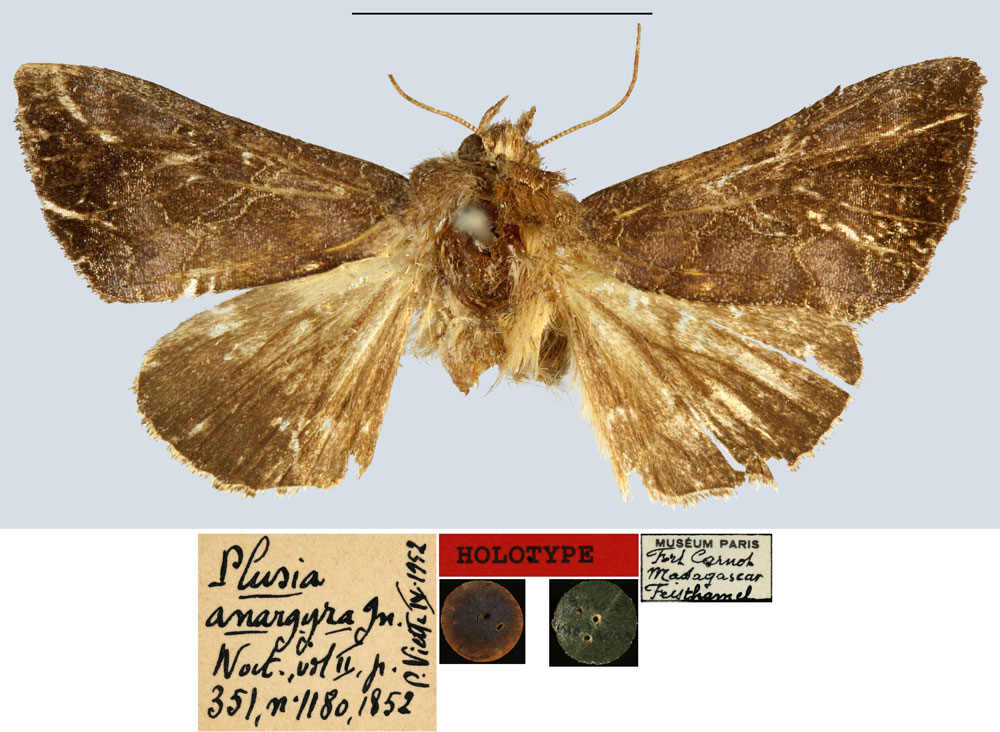 /filer/webapps/moths/media/images/A/anargyra_Plusia_HT_MNHN.jpg