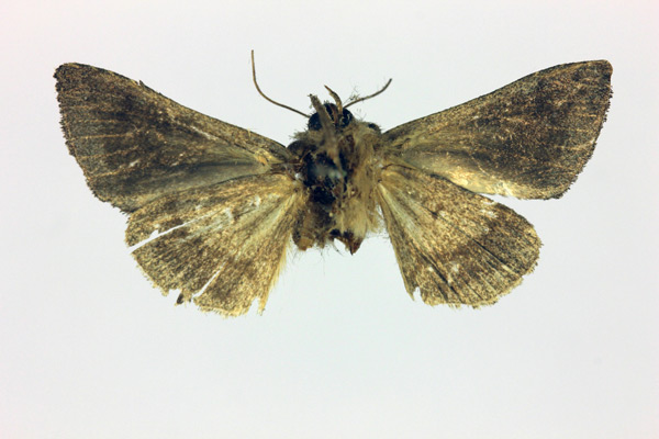 /filer/webapps/moths/media/images/A/anargyra_Trichoplusia_HT_MNHN_02.jpg