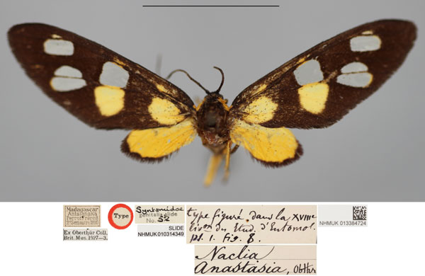 /filer/webapps/moths/media/images/A/anastasia_Naclia_HT_NHMUKa.jpg